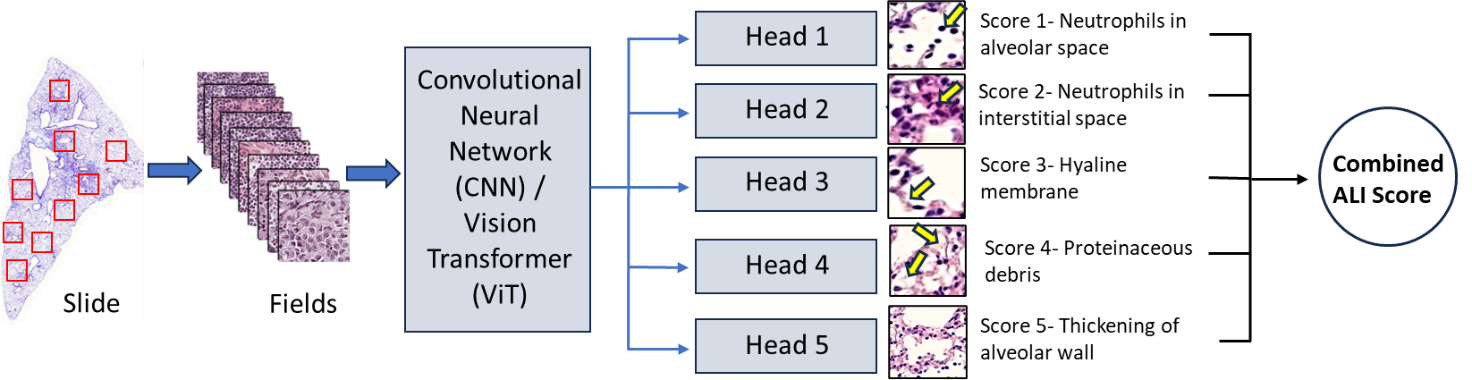 A diagram of a head

AI-generated content may be incorrect.